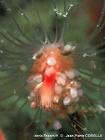 ​stenothoe_marina_valida-jpc-30