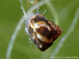 Steromphala_adansonii-fran22