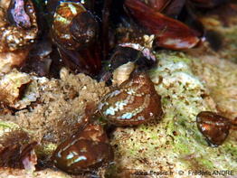 Steromphala_adansonii-fran33