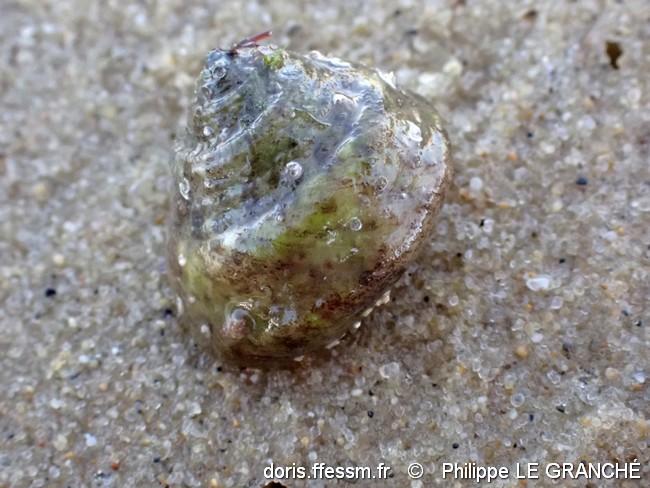 steromphala_albida-plg-img_30018