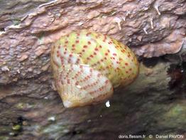 steromphala_divaricata-dapa-img_20