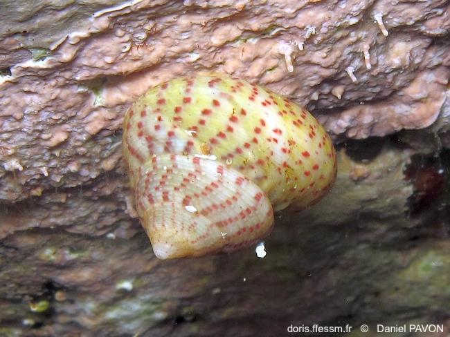Steromphala_divaricata-dapa20