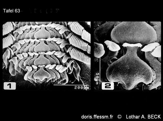 steromphala_divaricata-labe-img_63
