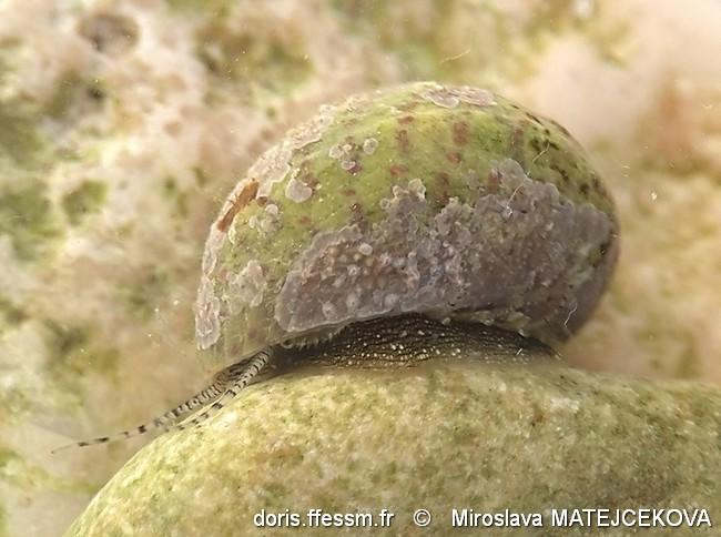 steromphala_divaricata-mima-img_02