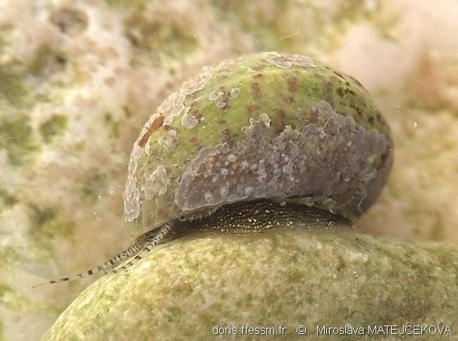 steromphala_divaricata-mima-img_02