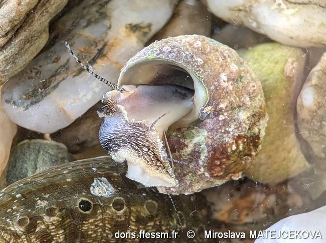 steromphala_divaricata-mima-img_03