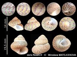 steromphala_divaricata-mima-img_05