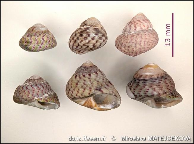 steromphala_divaricata-mima-img_06