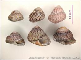 steromphala_divaricata-mima-img_06