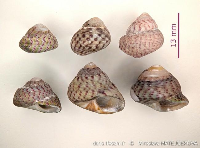 steromphala_divaricata-mima-img_06