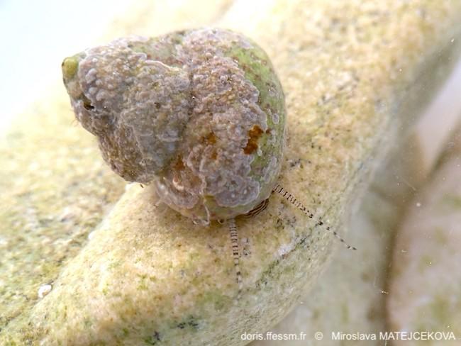 steromphala_divaricata-mima-img_60372