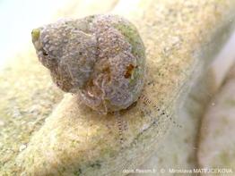 steromphala_divaricata-mima-img_60372
