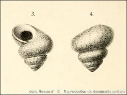 steromphala_divaricata-rda-img_34