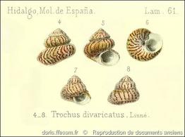 steromphala_divaricata-rda-img_61    