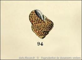 steromphala_divaricata-rda-img_94