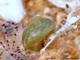 Steromphala_racketti-fran55