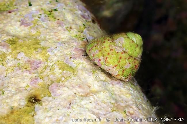 steromphala_rarilineata-jvvi-img_01