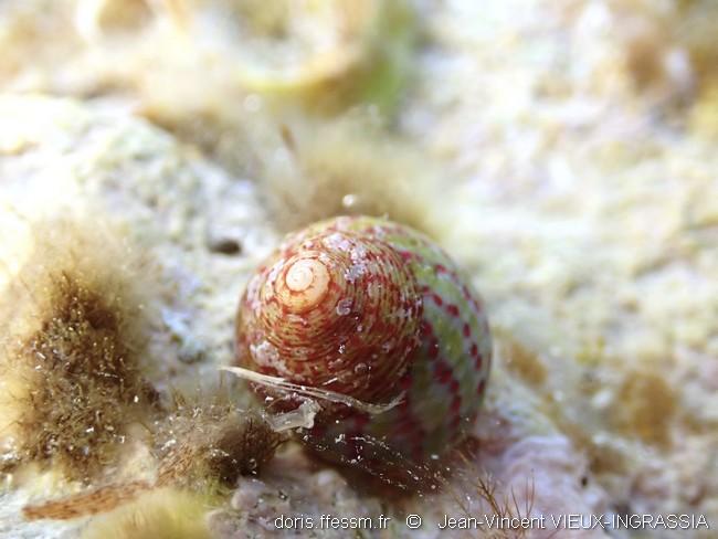 steromphala_rarilineata-jvvi-img_02