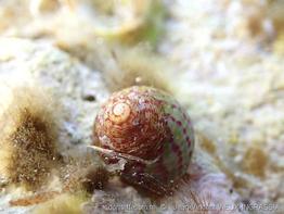 steromphala_rarilineata-jvvi-img_02