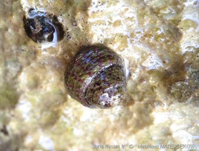 steromphala_rarilineata-mima-img_01