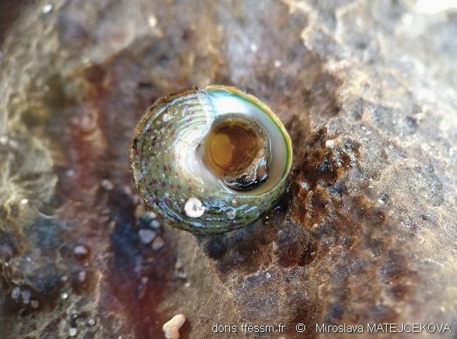 steromphala_rarilineata-mima-img_02