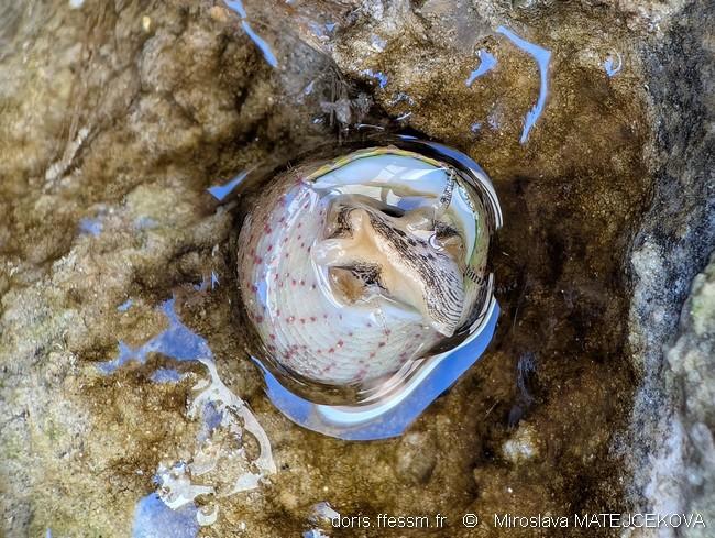 steromphala_rarilineata-mima-img_03
