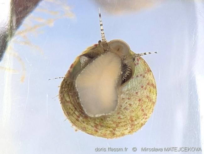steromphala_rarilineata-mima-img_04