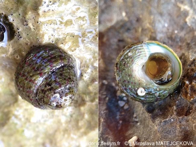 Steromphala_rarilineata-mima0004