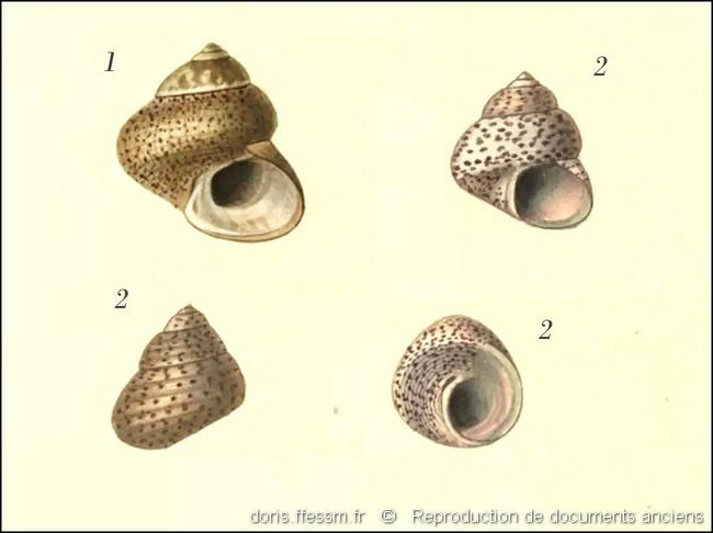steromphala_rarilineata-rda-img-01