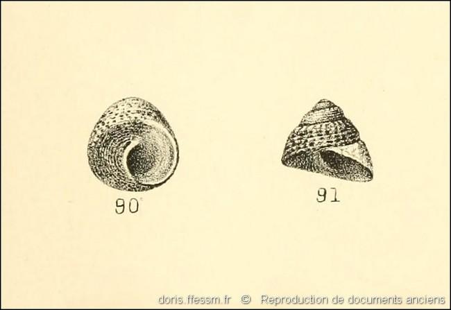 steromphala_rarilineata-rda-img_02