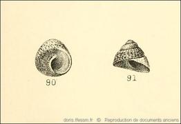 steromphala_rarilineata-rda-img_02