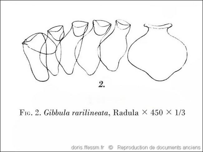 steromphala_rarilineata-rda-img_03