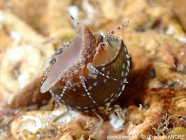 Steromphala_umbilicaris-fran148