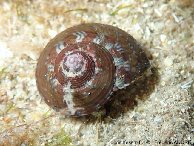 Steromphala_umbilicaris-fran154