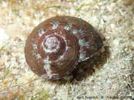 Steromphala_umbilicaris-fran154