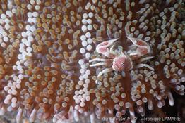 stichodactyla_haddoni-vl6