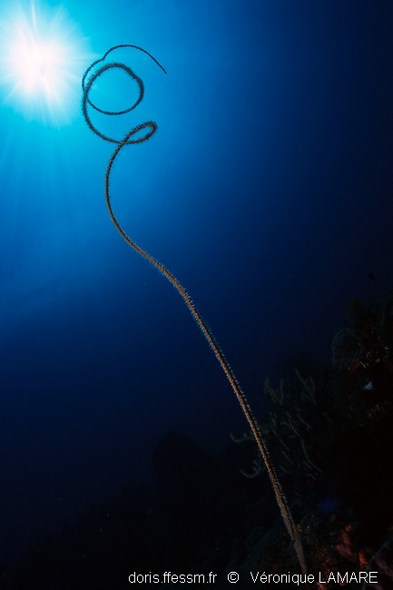 Corail fil de fer