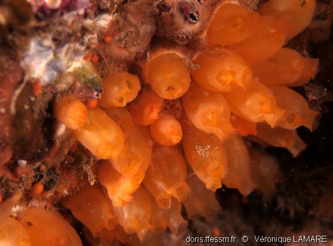 Mirabelle de mer