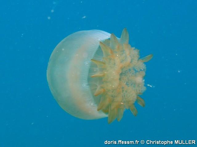 Stomolophus_meleagris_CM1
