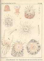 stomphia_coccinea-vb01