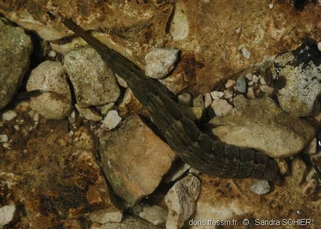 stratiomyidae-sas-10