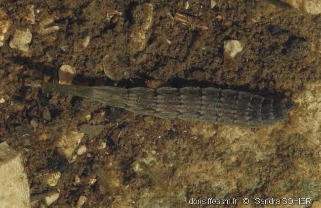 stratiomyidae-sas-20