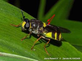 stratiomys_potamida-alz-10