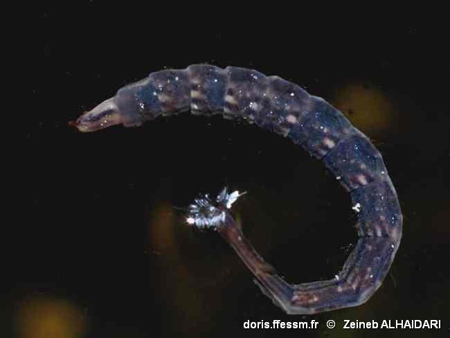 Stratiomys_sp-alz-10