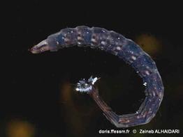 Stratiomys_sp-alz-10
