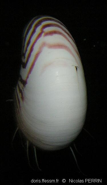 Nautilus-macromphalus-05