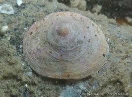 calyptraea_chinensis-vm1