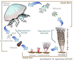 strobilation_glossaire-aps01