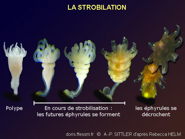 Strobilation_glossaire-aps02