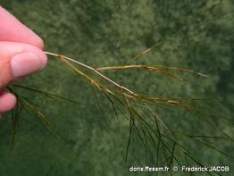 stuckenia_pectinata-fjacob-20